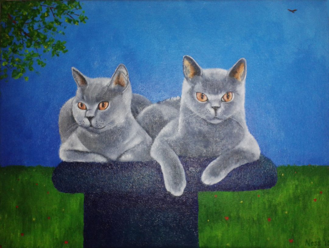 Grijze katten